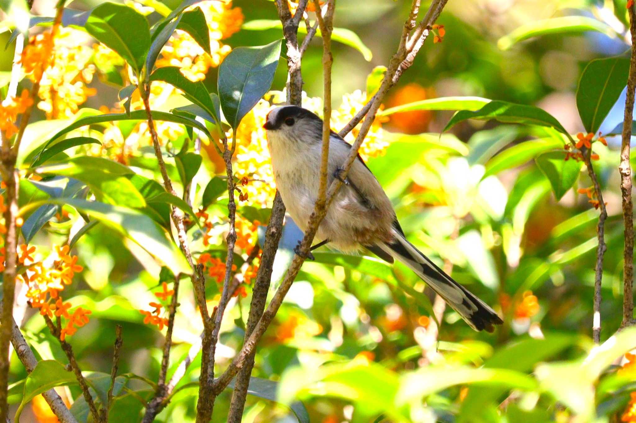 Long-tailed Tit