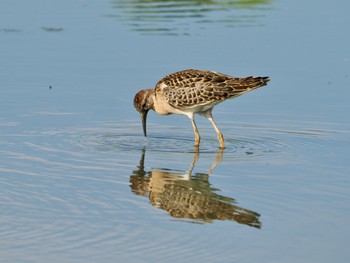 Ruff 佐賀県白石町の干拓地 Mon, 10/2/2023