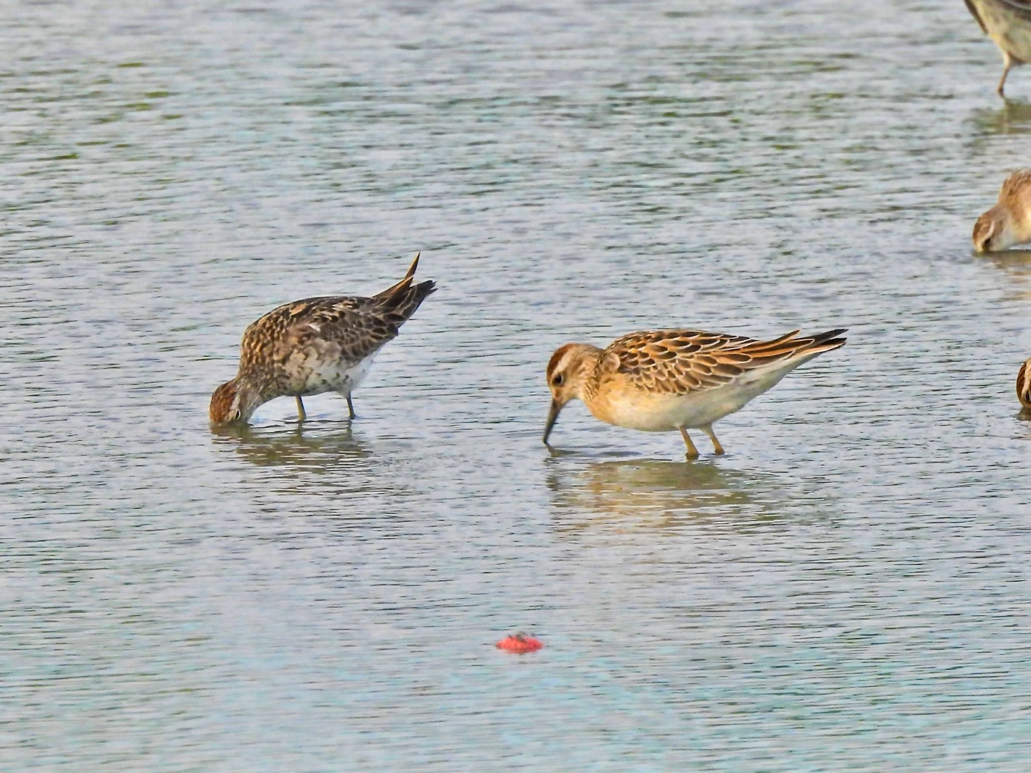 Sharp-tailed Sandpiper