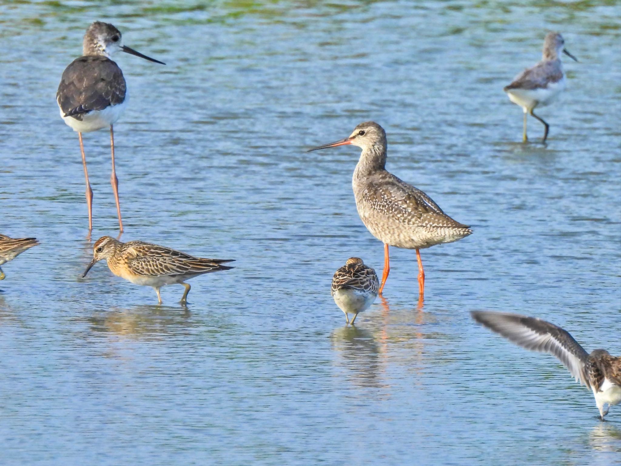 Spotted Redshank