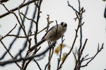 Long-tailed Tit 野川公園 Sun, 10/15/2023