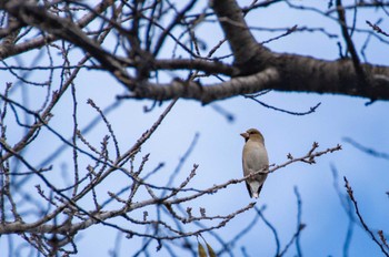 Hawfinch 野川公園 Sun, 10/15/2023