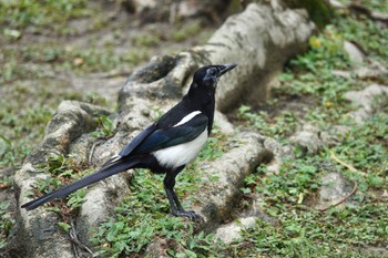 カササギ 大安森林公園 2023年5月19日(金)