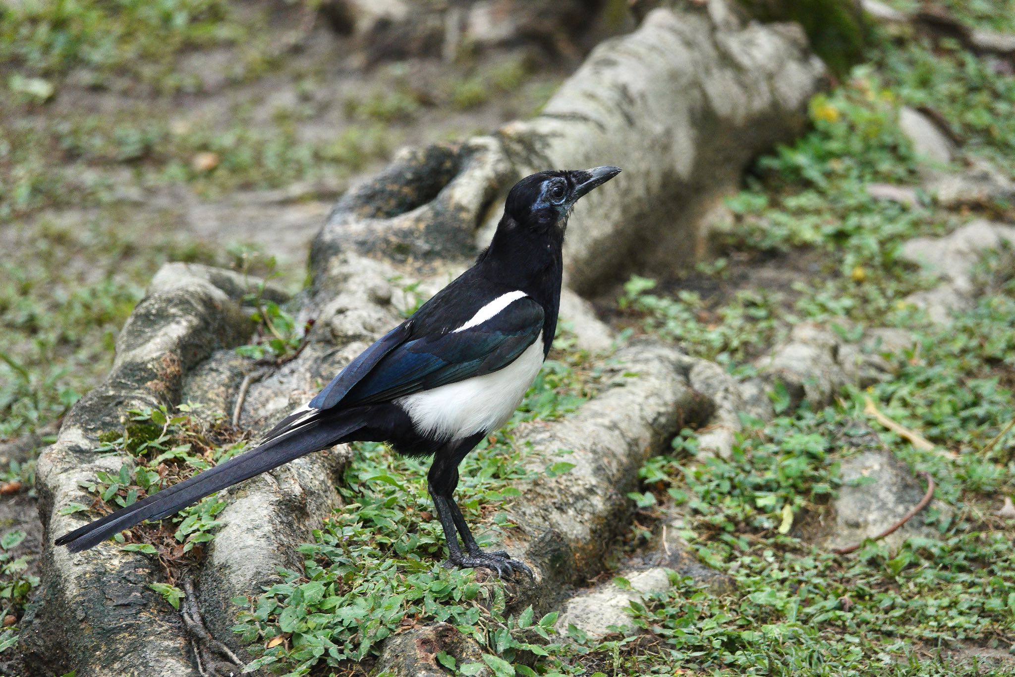 Photo of Eurasian Magpie at 大安森林公園 by のどか