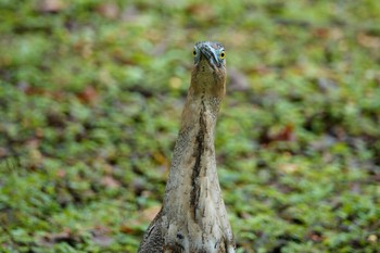 Malayan Night Heron 大安森林公園 Fri, 5/19/2023