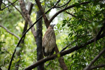 Malayan Night Heron 大安森林公園 Fri, 5/19/2023