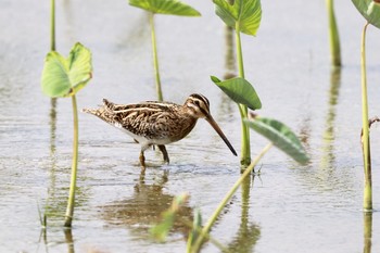 Common Snipe 金武町(沖縄県) Mon, 9/24/2018