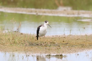 Black-winged Stilt 金武町(沖縄県) Mon, 9/24/2018