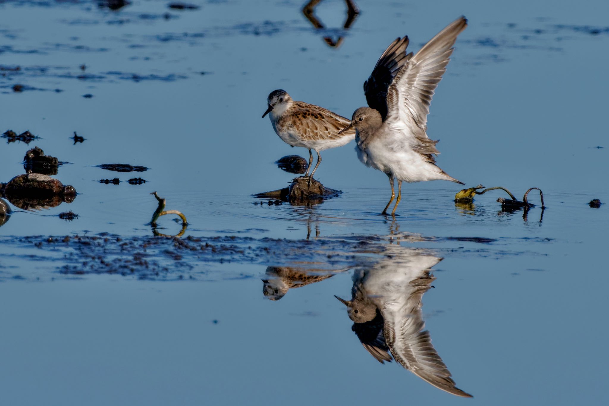 Temminck's Stint