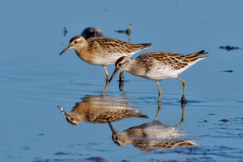 Sharp-tailed Sandpiper Inashiki Sat, 10/14/2023