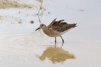 Ruff 金武町(沖縄県) Mon, 9/24/2018