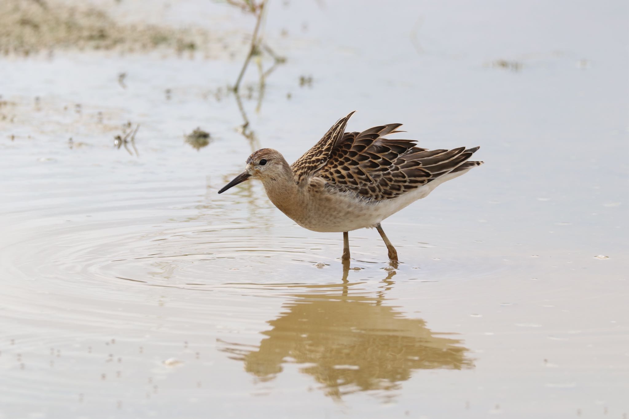 Photo of Ruff at 金武町(沖縄県) by Zakky