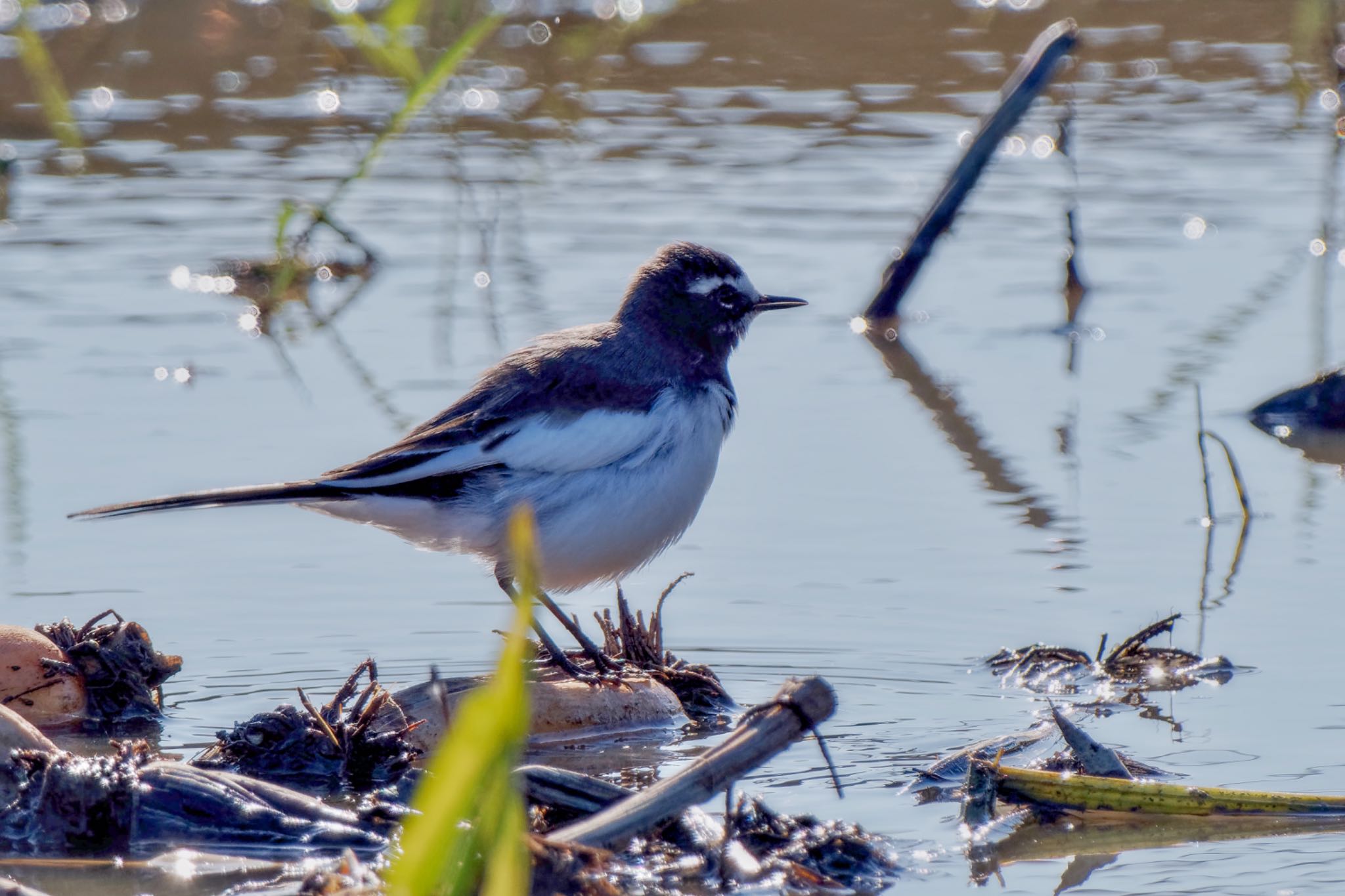 Japanese Wagtail