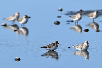 Red-necked Stint Unknown Spots Thu, 10/12/2023