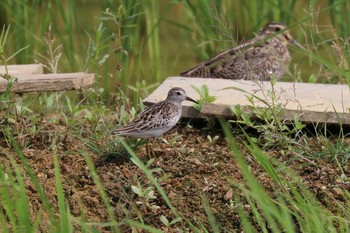 Sharp-tailed Sandpiper 金武町(沖縄県) Mon, 9/24/2018