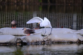 チュウサギ 都立浮間公園 2023年10月15日(日)