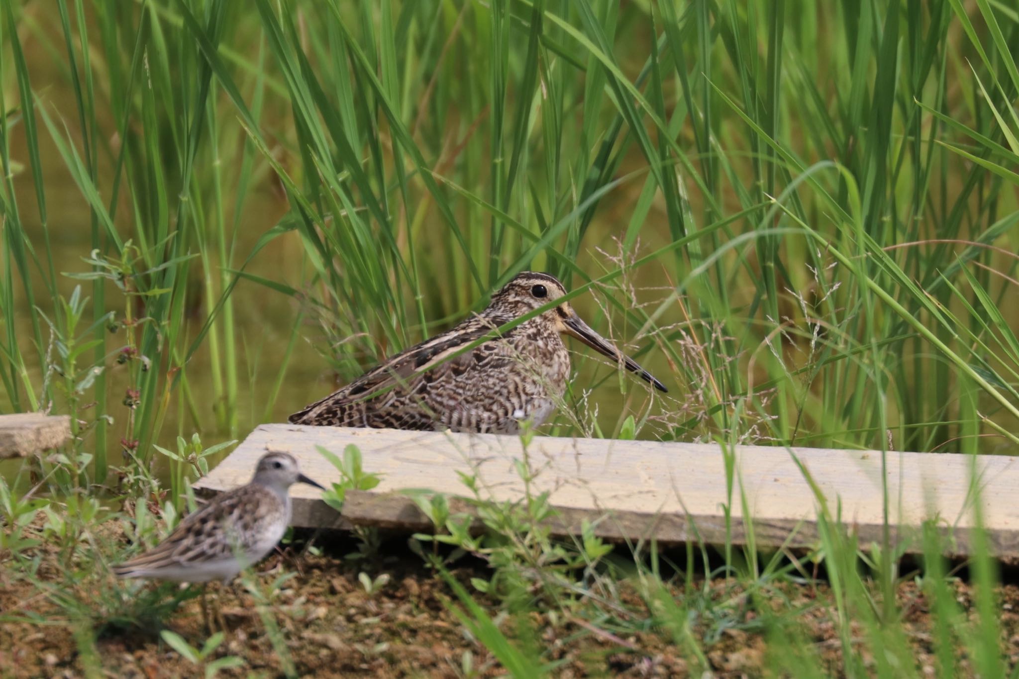 Photo of Swinhoe's Snipe at 金武町(沖縄県) by Zakky