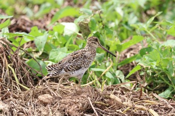 Pin-tailed Snipe 金武町(沖縄県) Mon, 9/24/2018