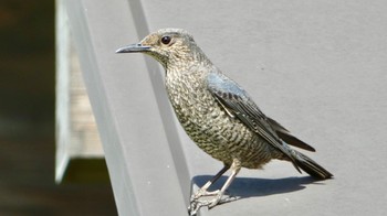 2023年4月16日(日) 平城宮跡の野鳥観察記録