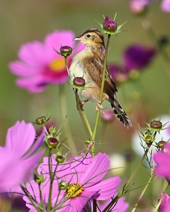 Zitting Cisticola 家の近所 Wed, 10/18/2023