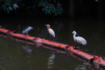 アマサギ 大安森林公園 2023年5月19日(金)