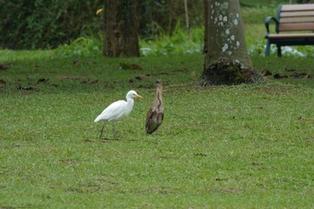 アマサギ 大安森林公園 2023年5月19日(金)