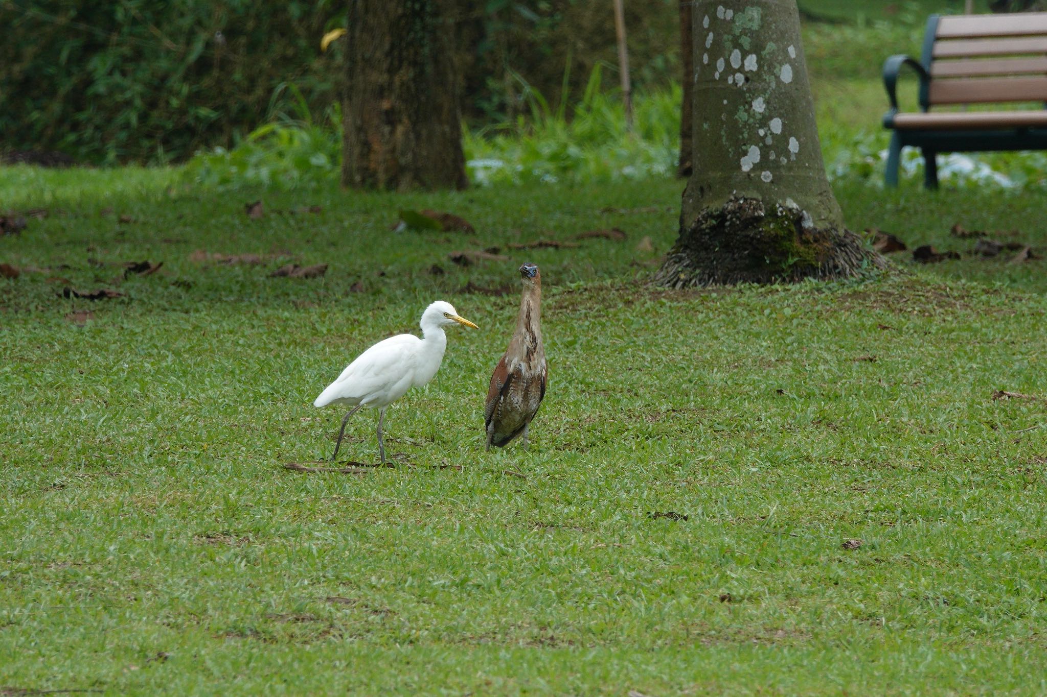 大安森林公園 アマサギの写真 by のどか