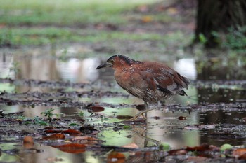 Malayan Night Heron 大安森林公園 Fri, 5/19/2023