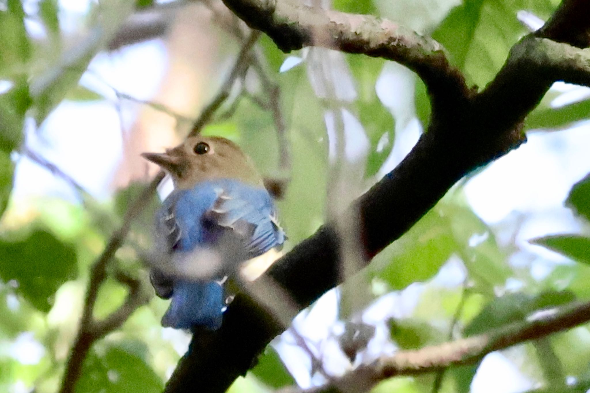 Blue-and-white Flycatcher