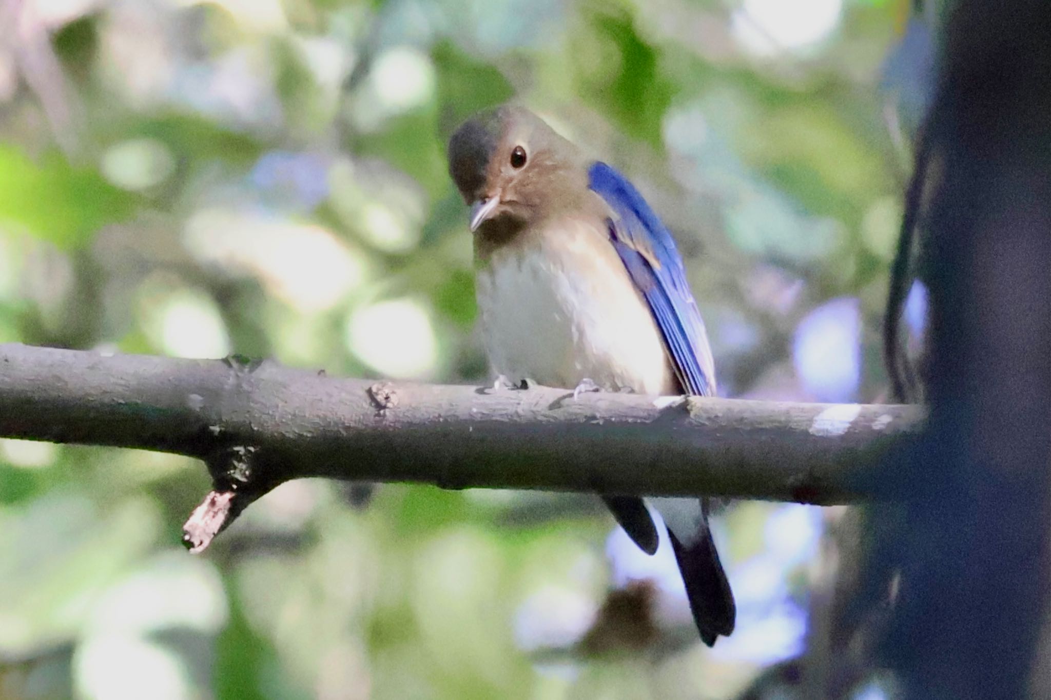 Blue-and-white Flycatcher