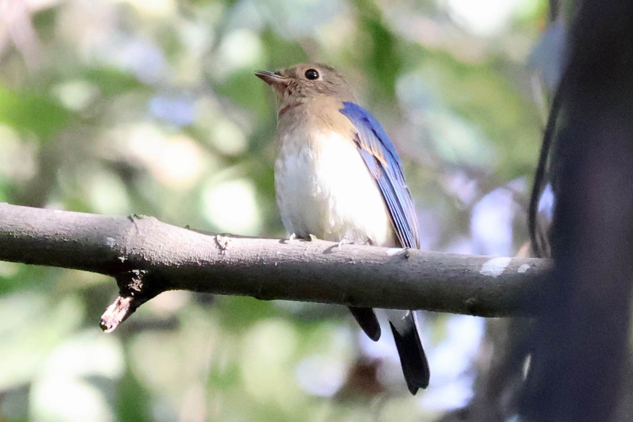 Blue-and-white Flycatcher