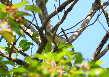 Wed, 10/18/2023 Birding report at 愛知県森林公園