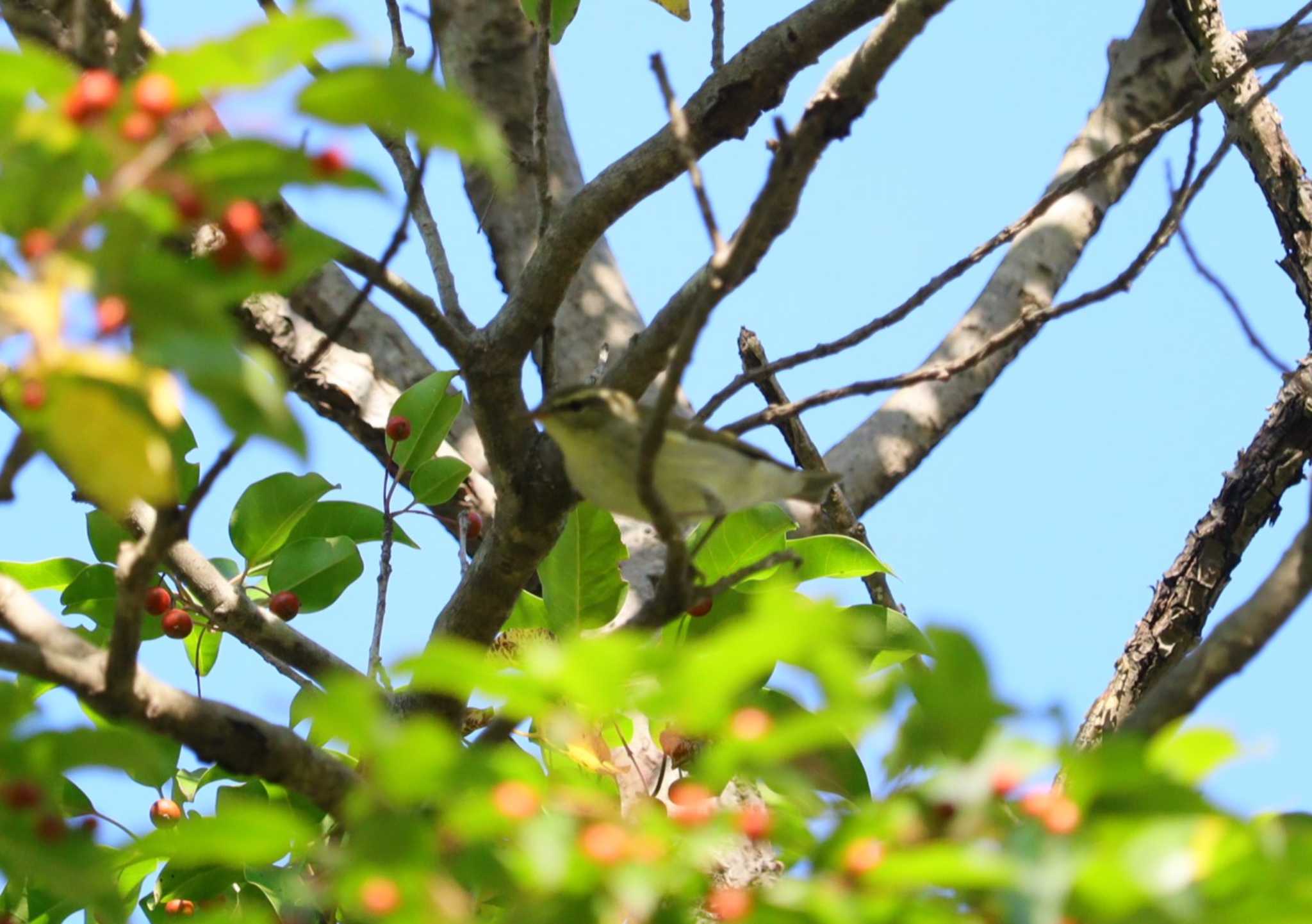 Eastern Crowned Warbler