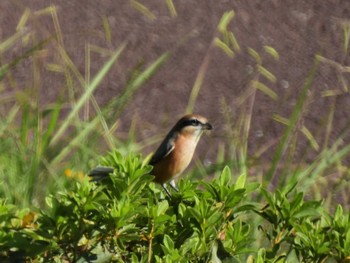 Bull-headed Shrike 狭山湖堤防 Mon, 10/16/2023