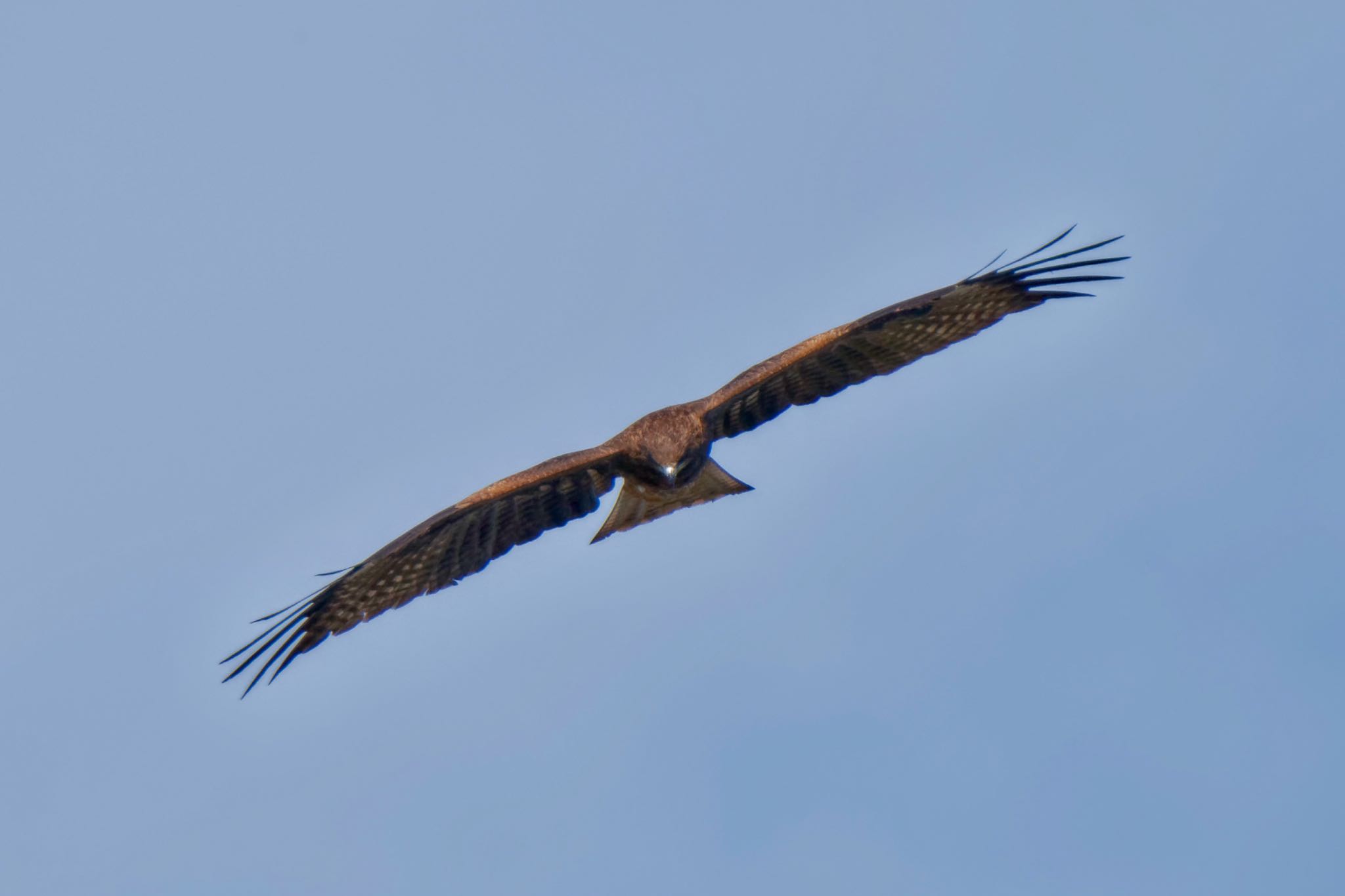 Black Kite