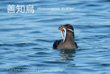 ウトウ 天売島;北海道 撮影日未設定