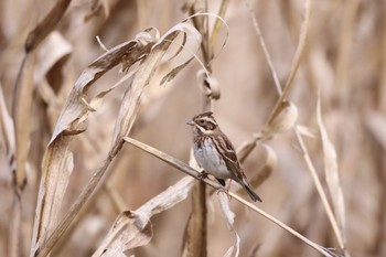 Wed, 10/18/2023 Birding report at 長都沼(千歳市)