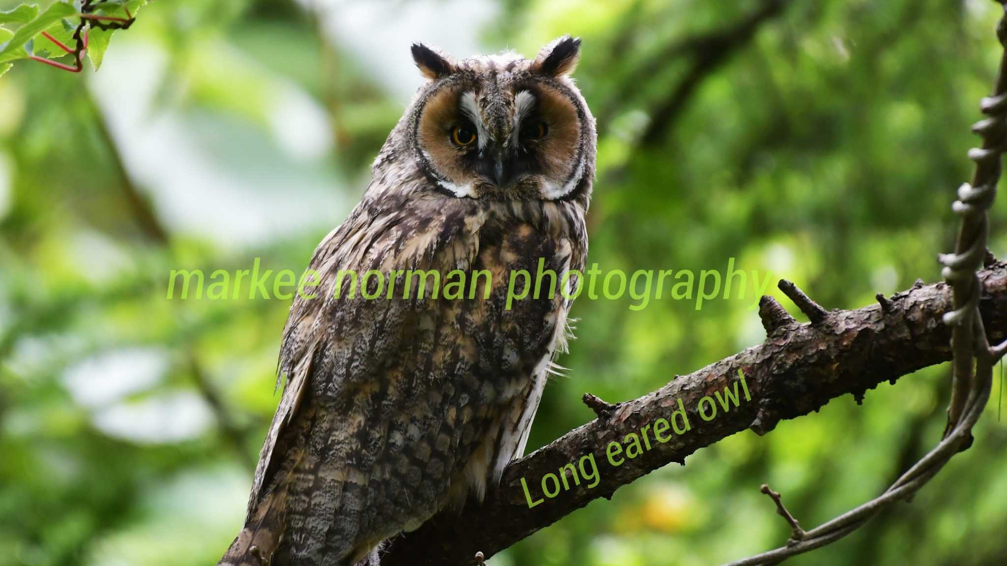 Long-eared Owl