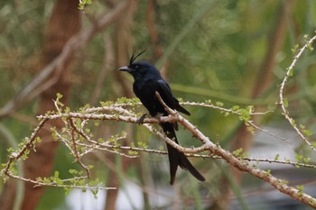 Crested Drongo マダガスカル Sun, 10/15/2023