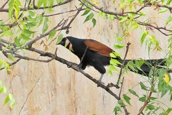 Greater Coucal マダガスカル Sun, 10/15/2023