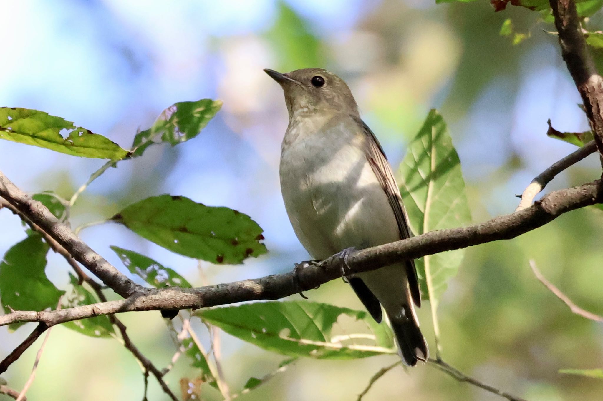 Narcissus Flycatcher