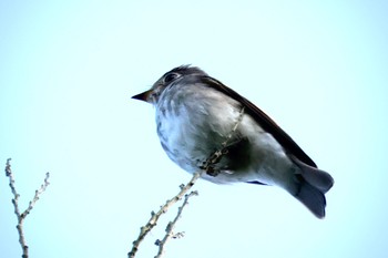 Dark-sided Flycatcher Akigase Park Sun, 10/15/2023