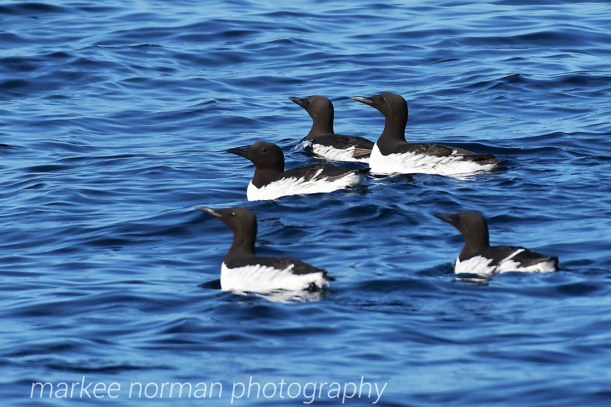 Common Murre