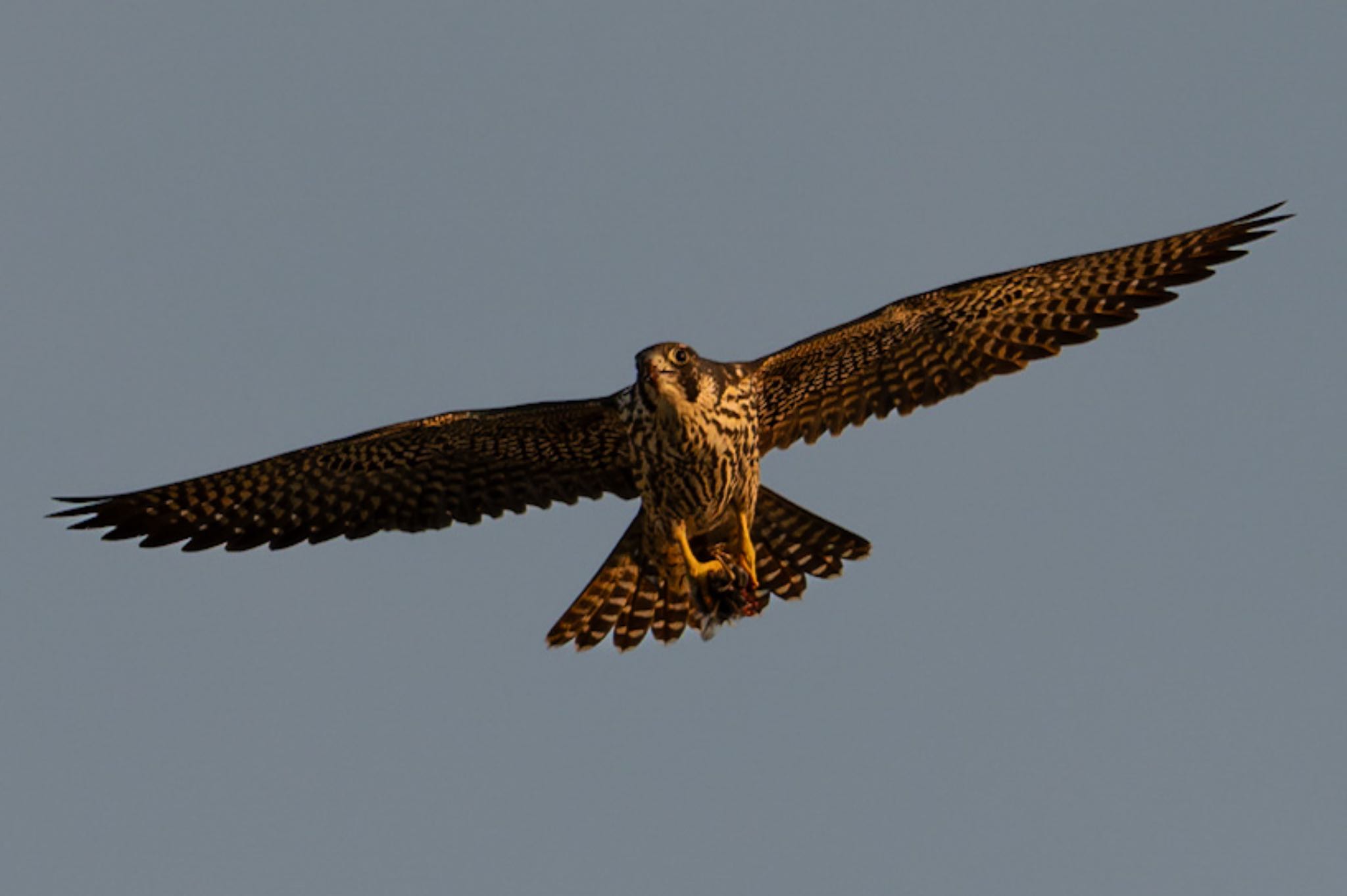 Photo of Peregrine Falcon at 新潟市西区 by ぽちゃっこ