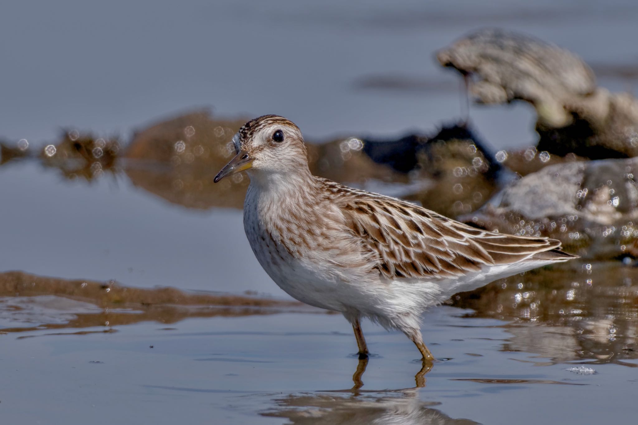 Long-toed Stint