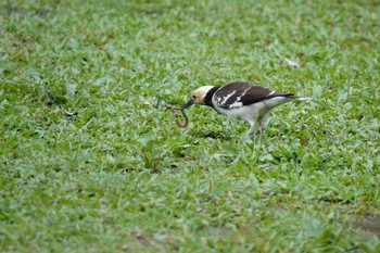 Black-collared Starling 大安森林公園 Fri, 5/19/2023