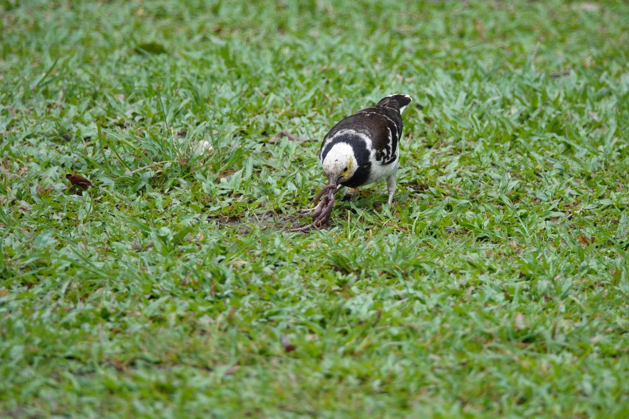 Photo of Black-collared Starling at 大安森林公園 by のどか