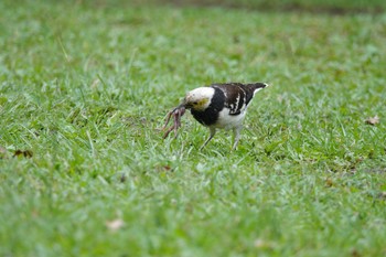 Black-collared Starling 大安森林公園 Fri, 5/19/2023