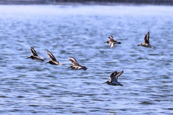 Red-necked Stint ふなばし三番瀬公園 Thu, 10/19/2023