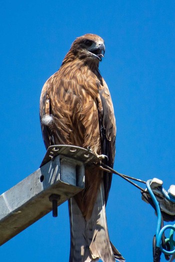 Black Kite 福井県越前町 Wed, 9/19/2018